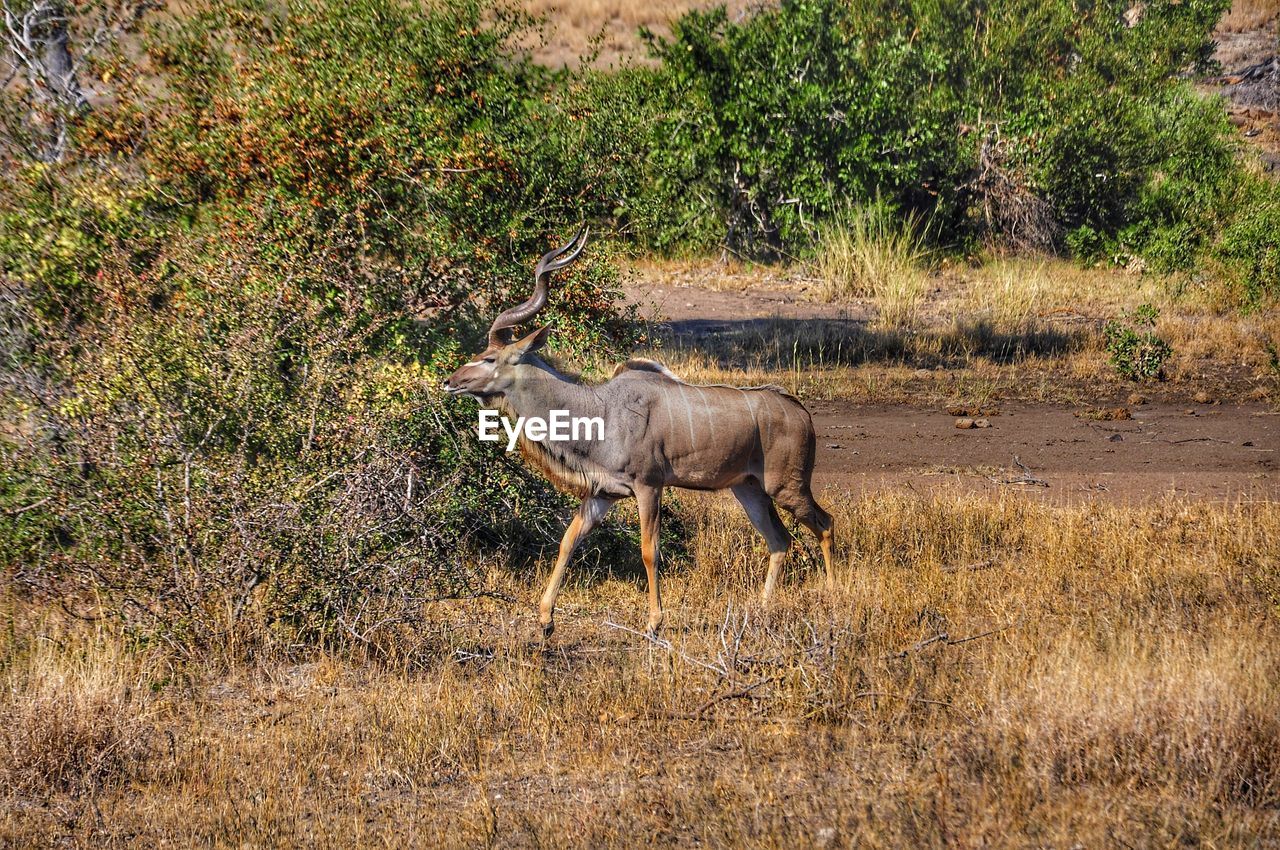 Side view of kudu standing on field