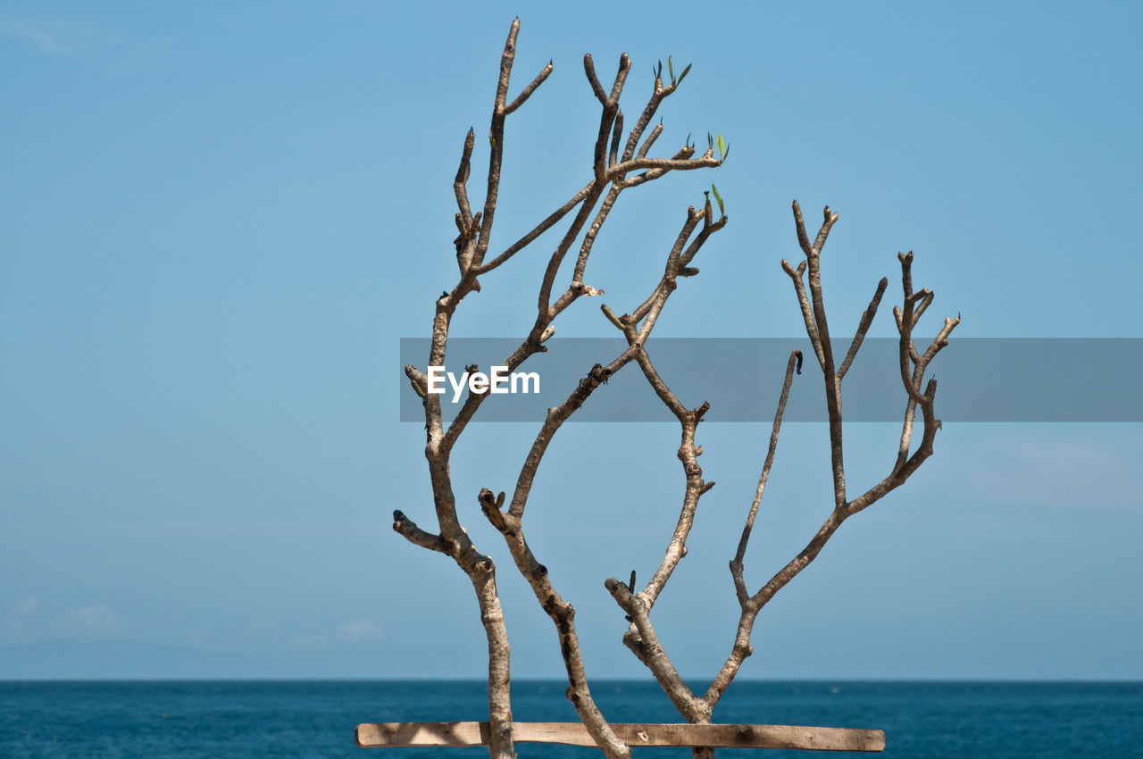 Single tree in front of the ocean against clear sky