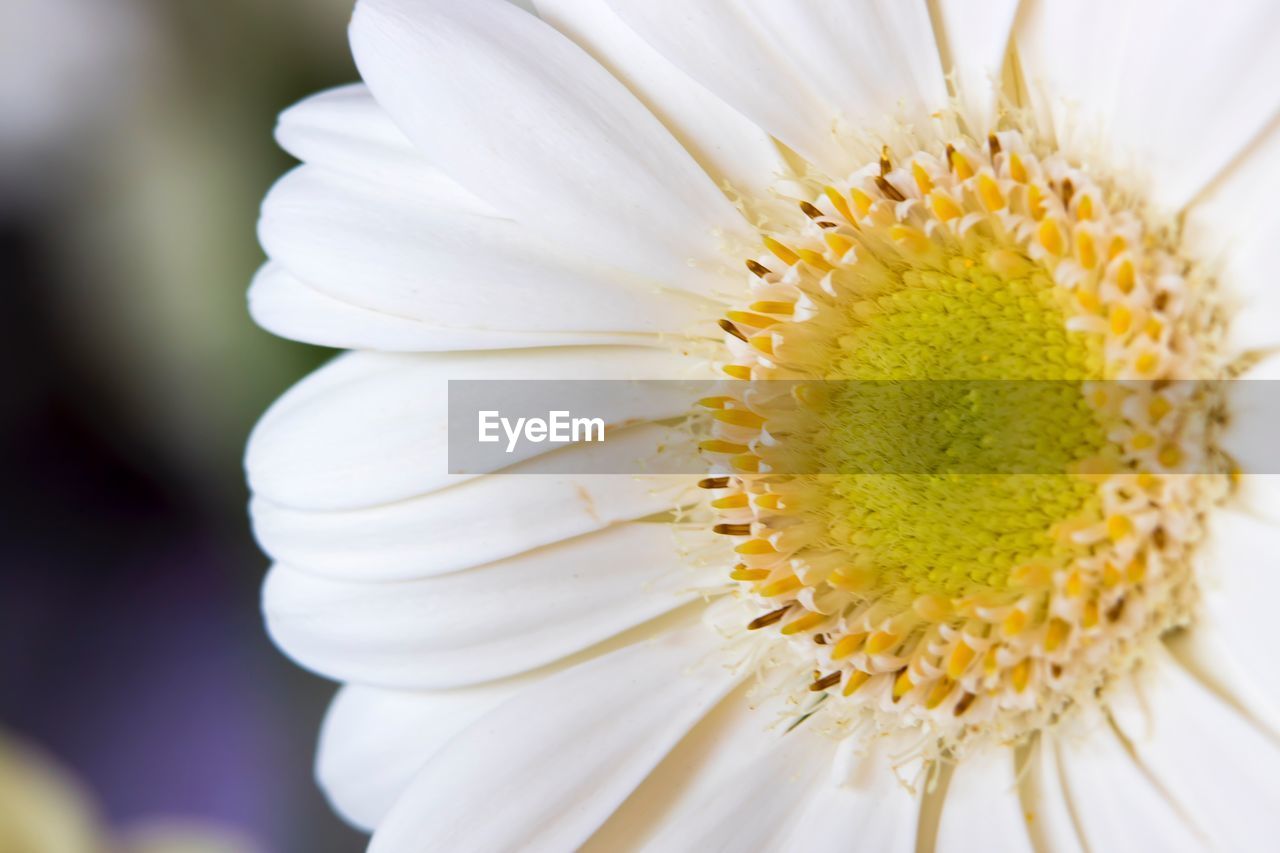 CLOSE-UP OF DAISY FLOWER