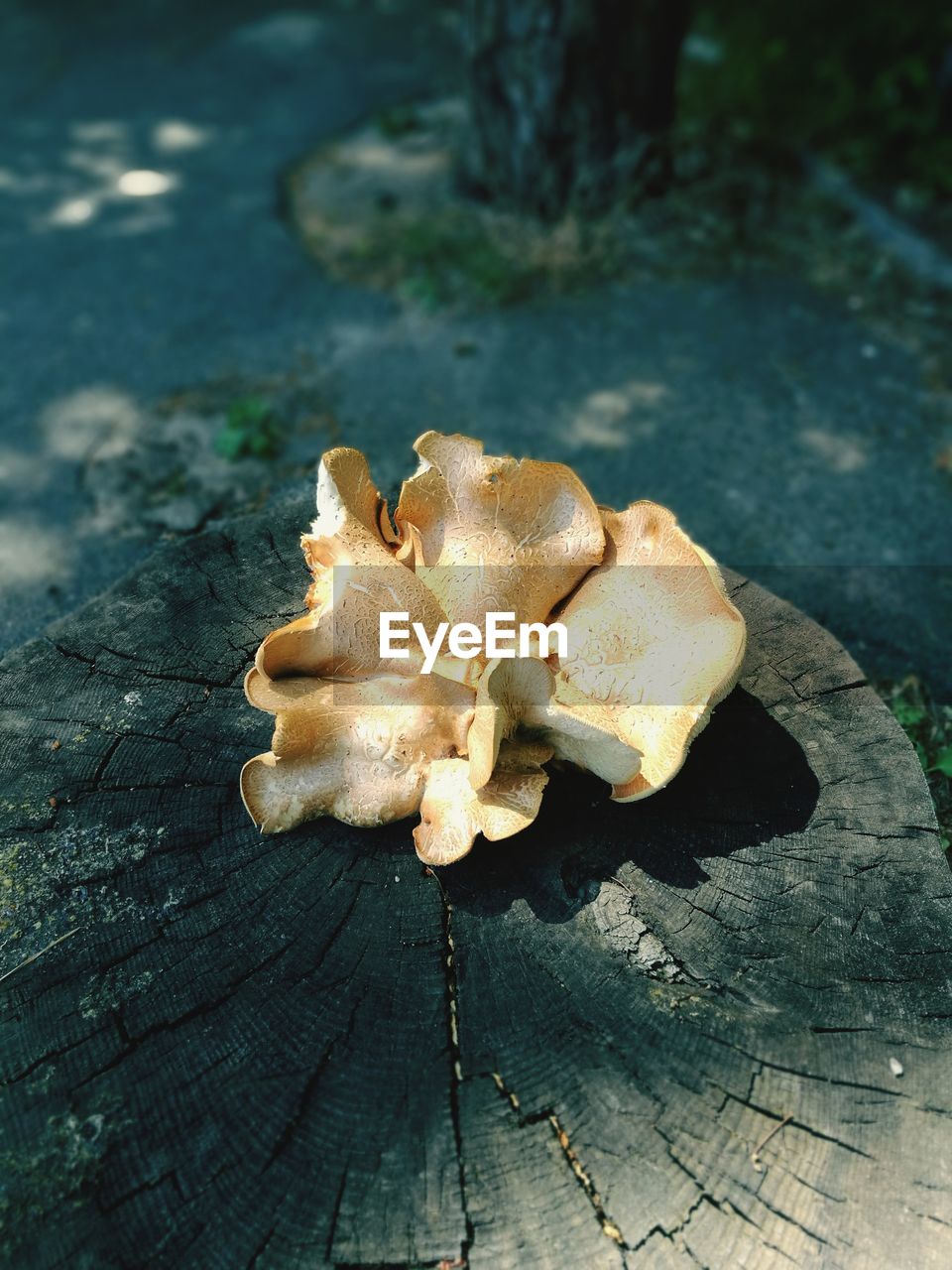 High angle view of mushrooms growing on wood