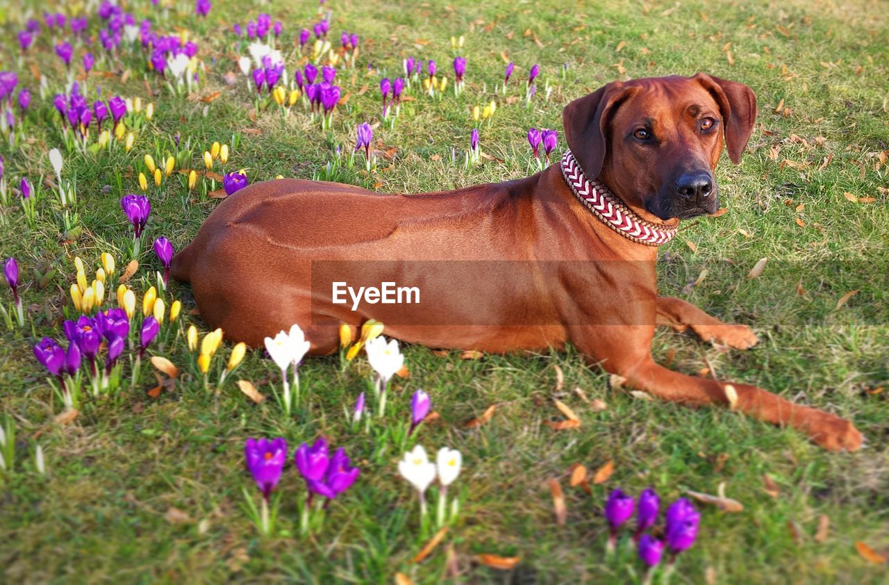 Dog on meadow