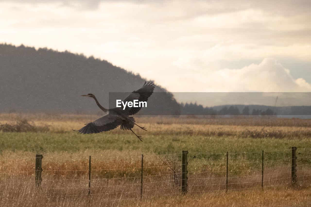 Bird flying over a field