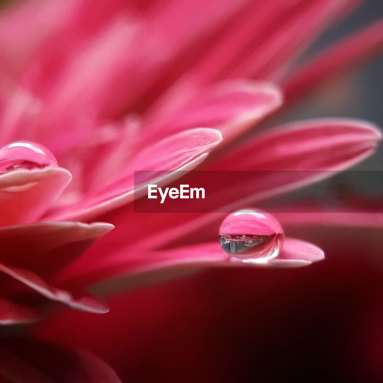 Close-up of raindrops on pink flower