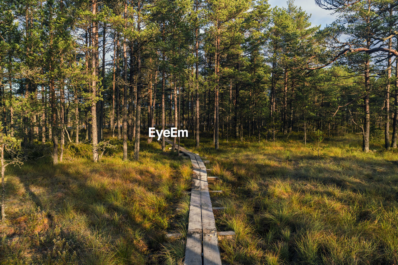 Walking track atviru raba or bog at lahemaa national park in autumn