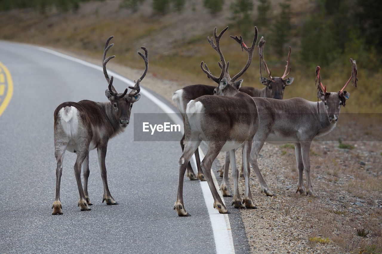VIEW OF DEER WITH ROAD