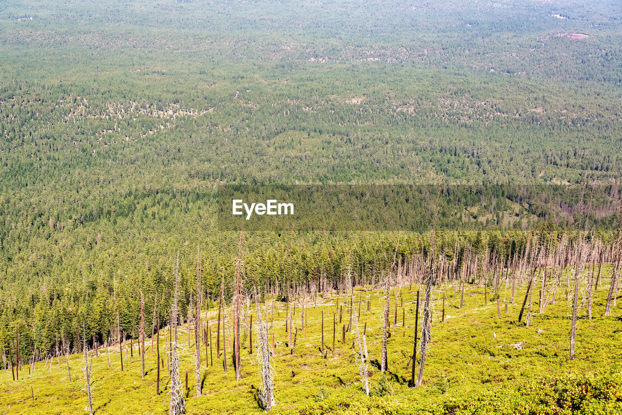 PINE TREES IN FIELD