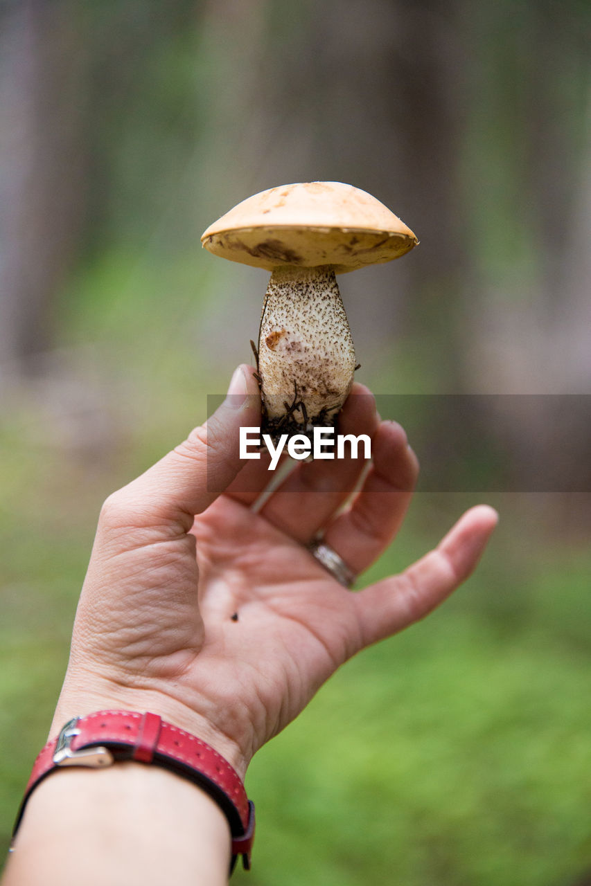 Cropped hand holding mushroom