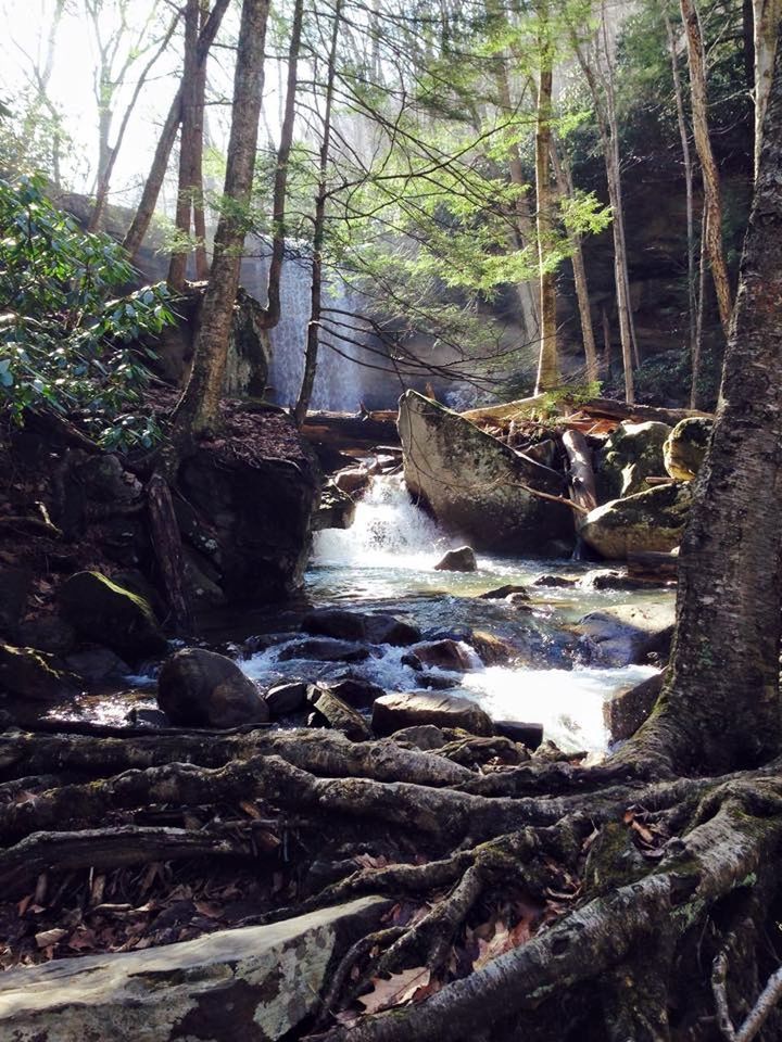 STREAM IN FOREST