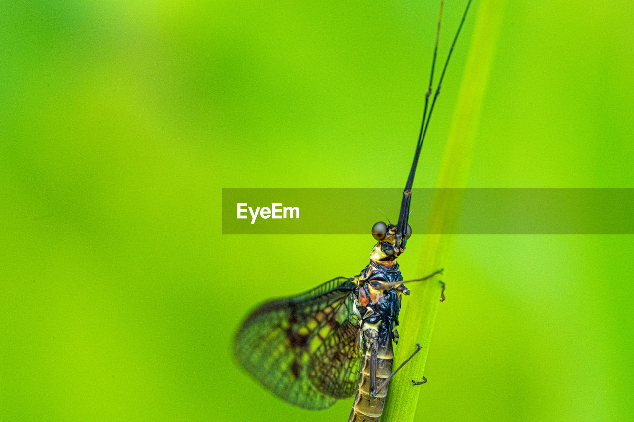 INSECT ON GREEN LEAF