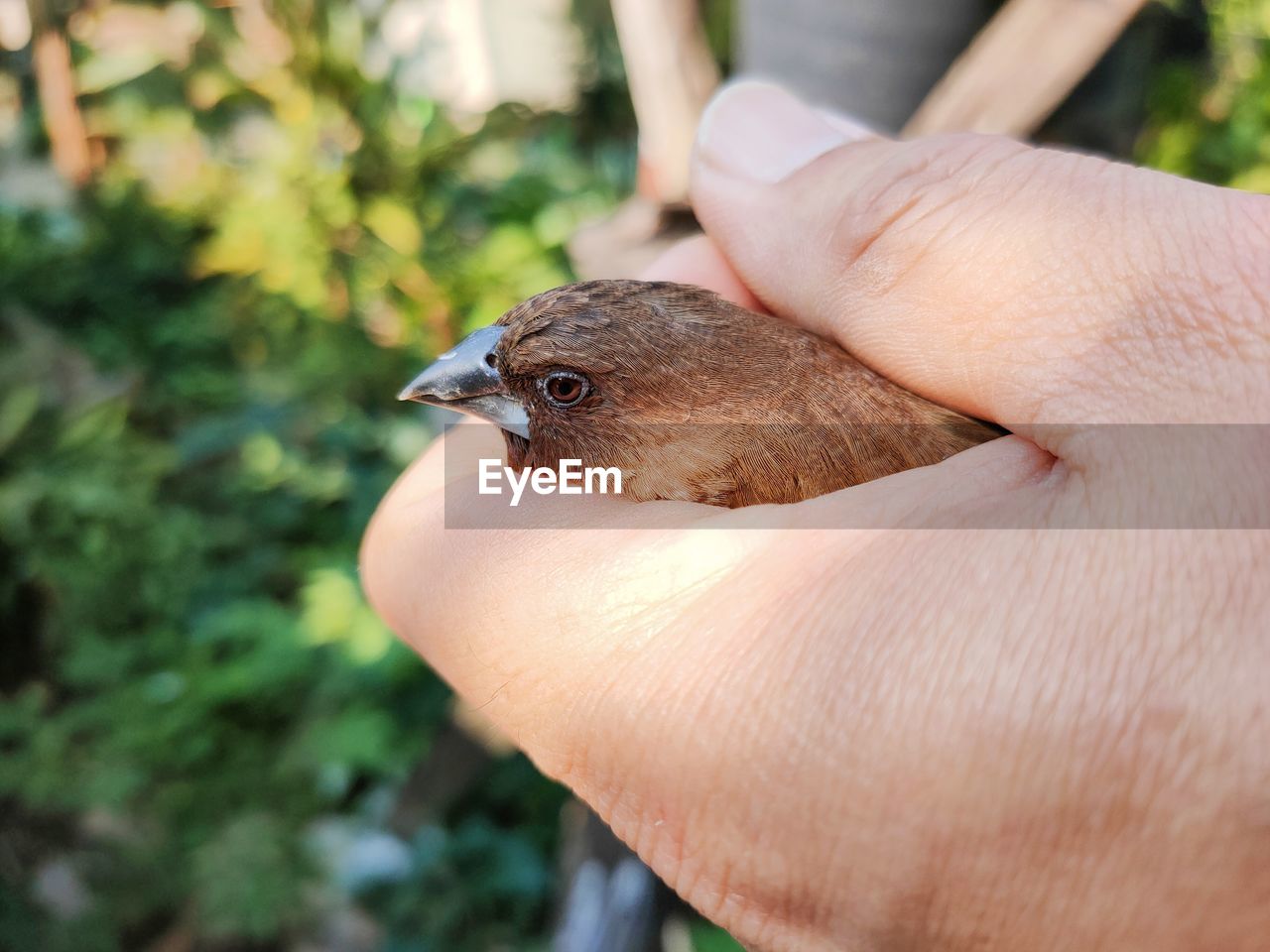 Close-up of hand feeding bird