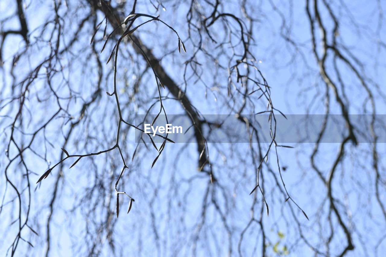 LOW ANGLE VIEW OF BARE TREES AGAINST SKY