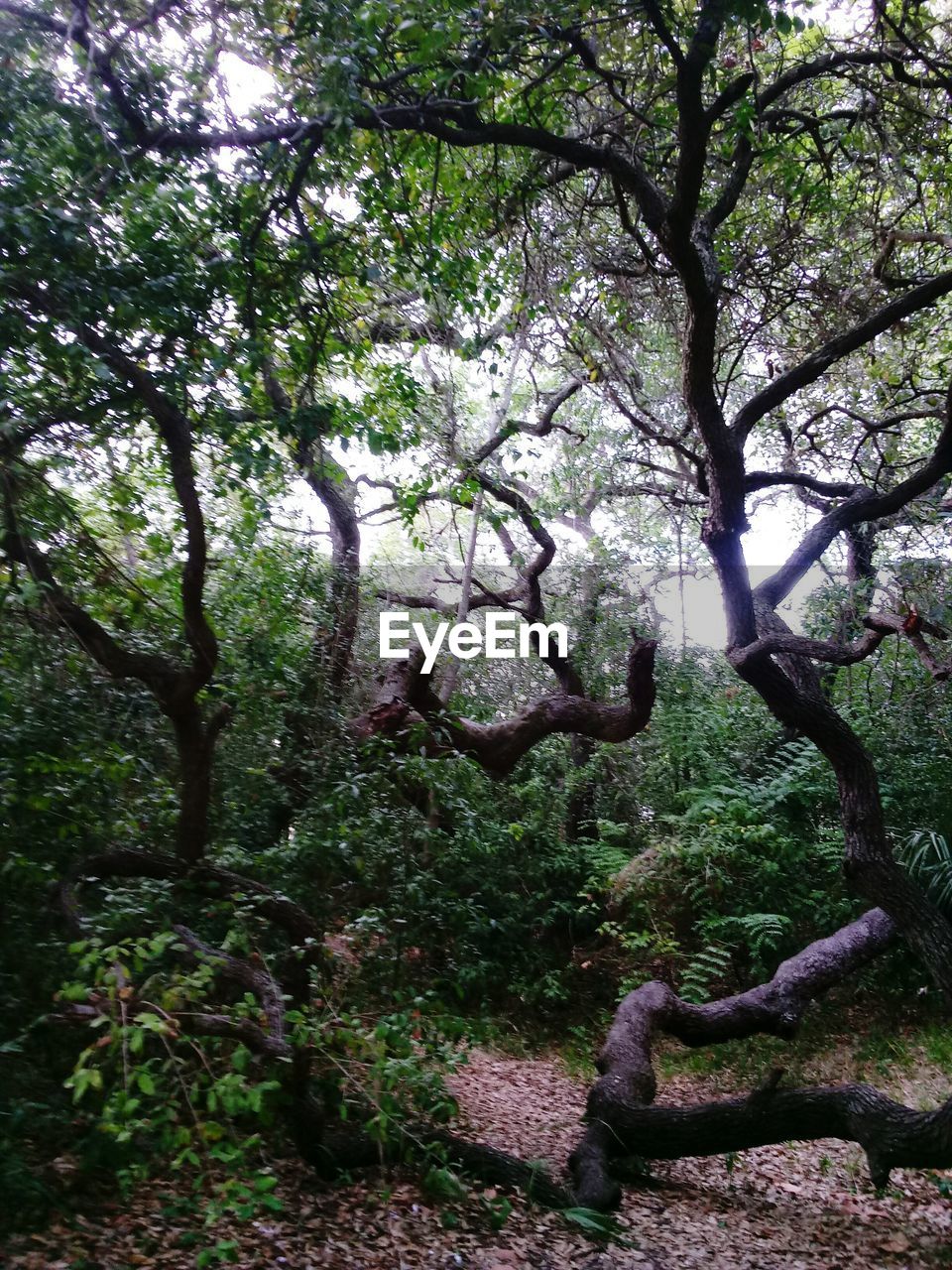 CLOSE-UP OF TREES