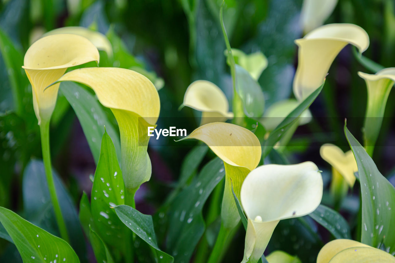 CLOSE-UP OF WHITE FLOWERING PLANT