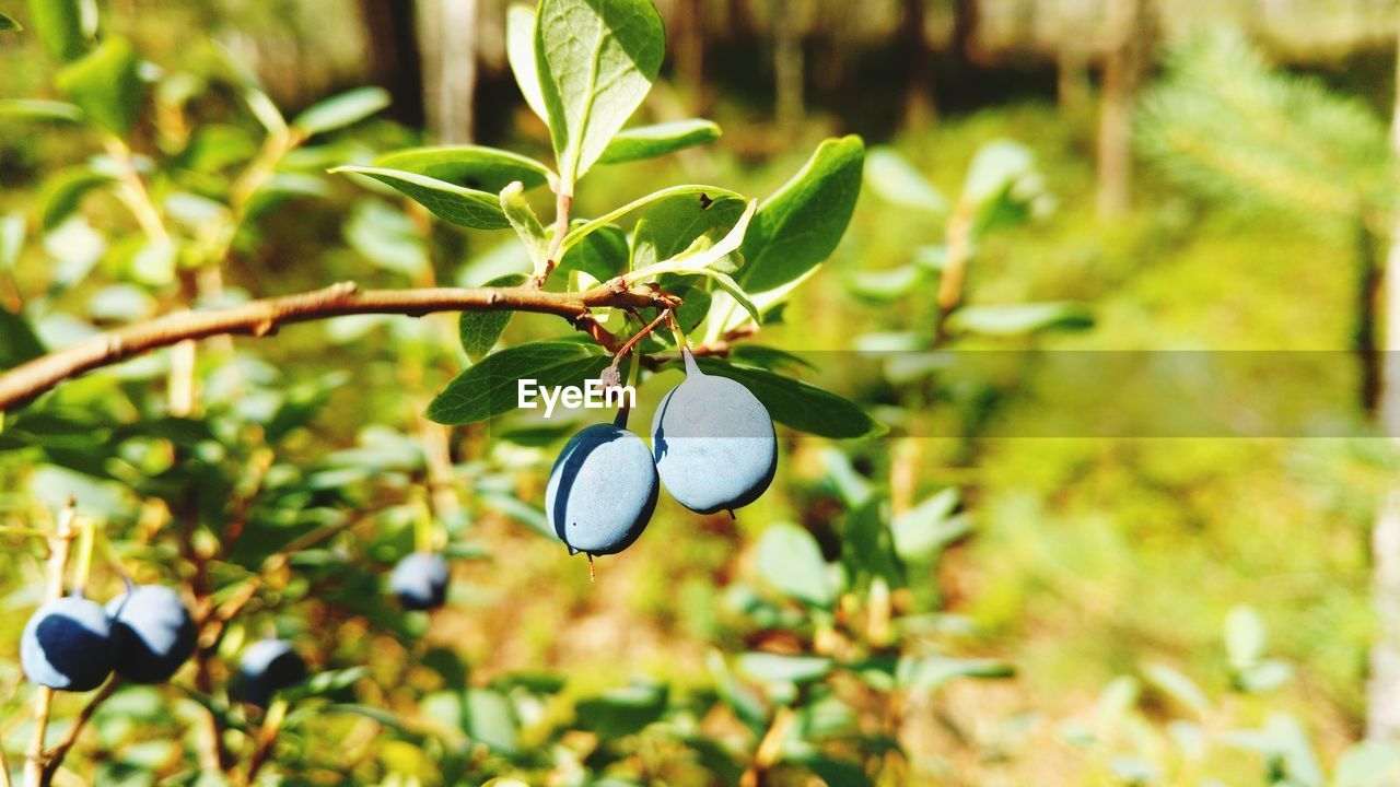 CLOSE-UP OF FRUITS ON TREE