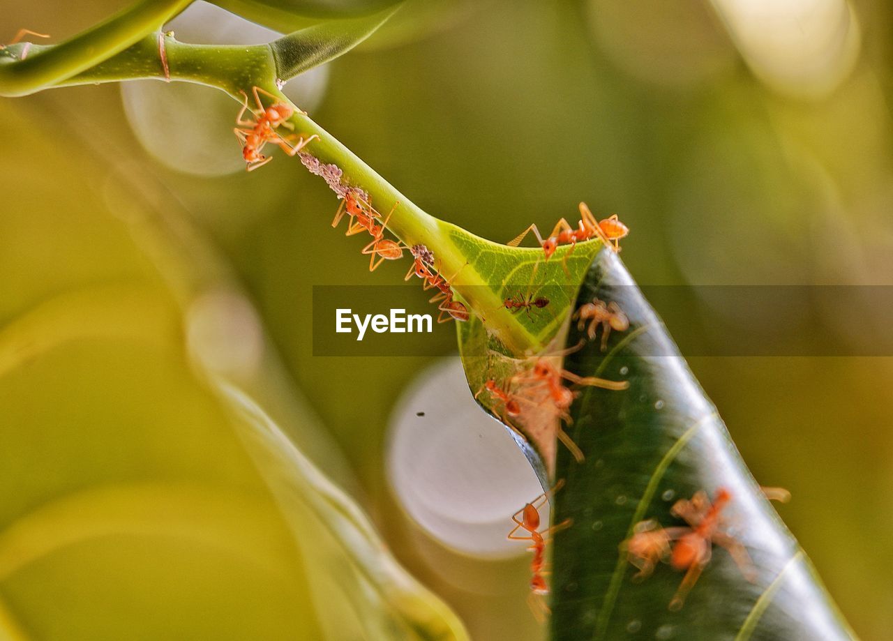 CLOSE-UP OF INSECT ON GREEN LEAF
