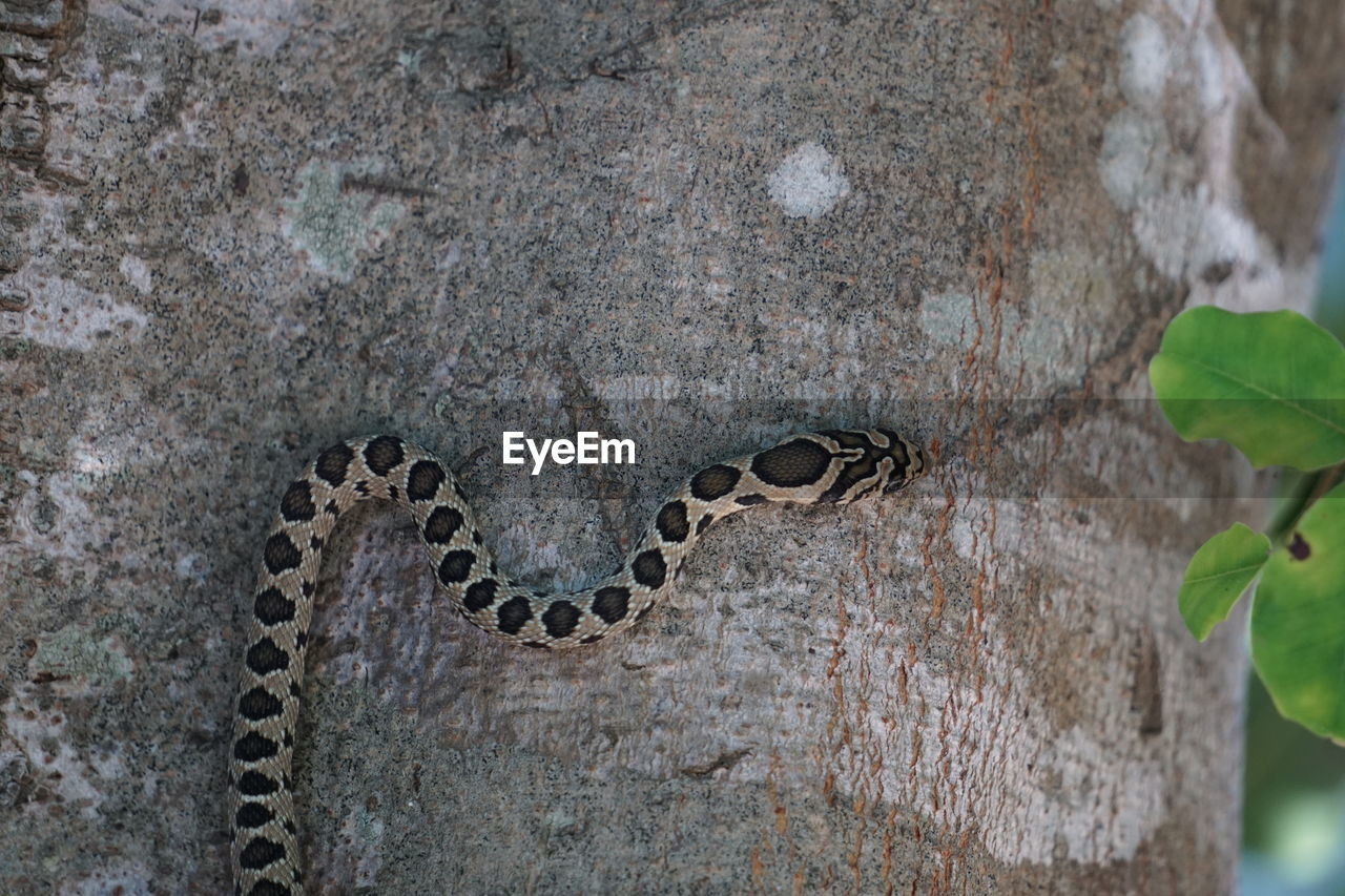 Close-up of snake on tree trunk 