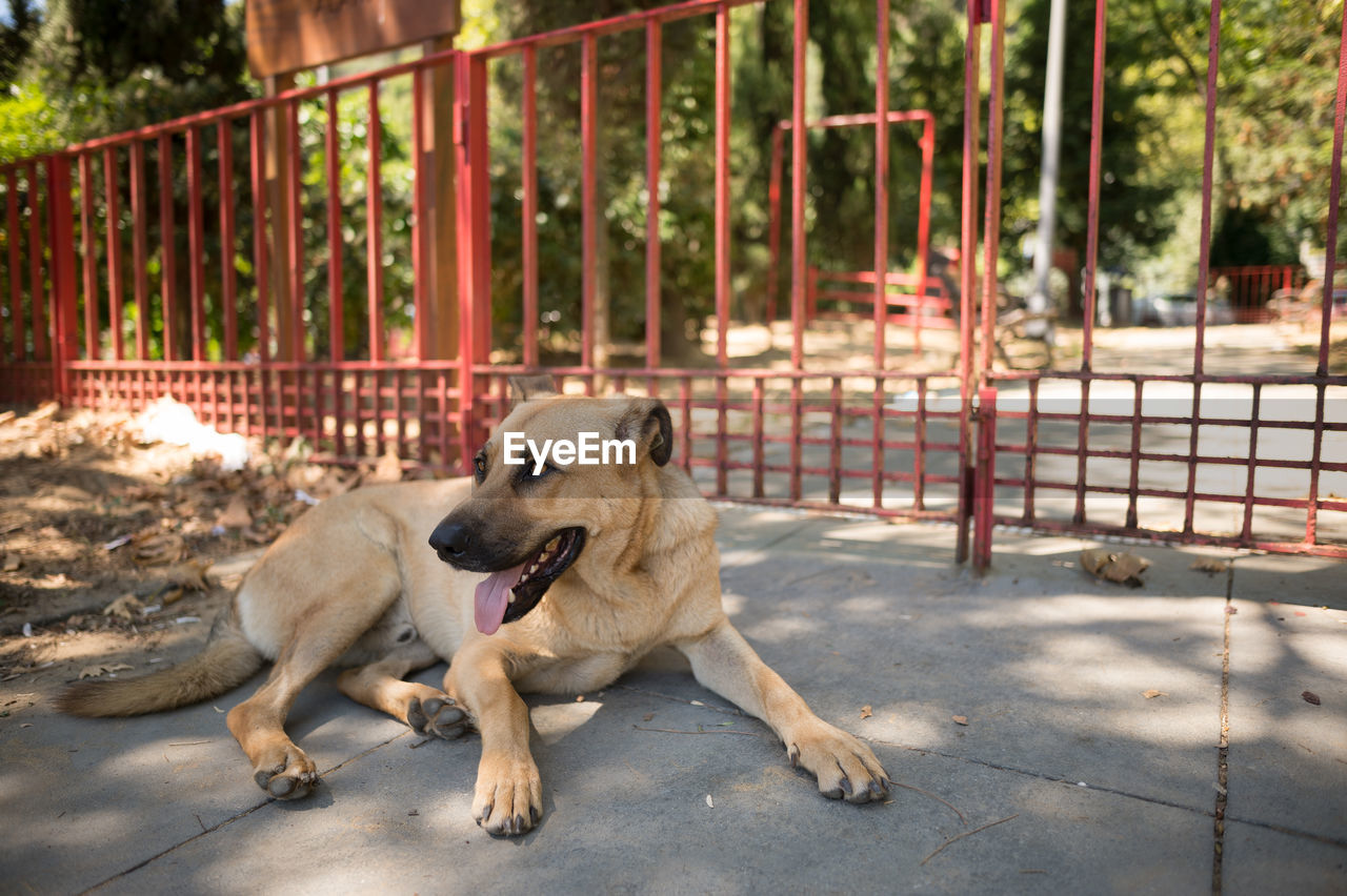 Dog lying on footpath by fence