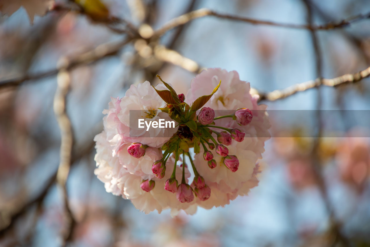 Close-up of pink cherry blossom