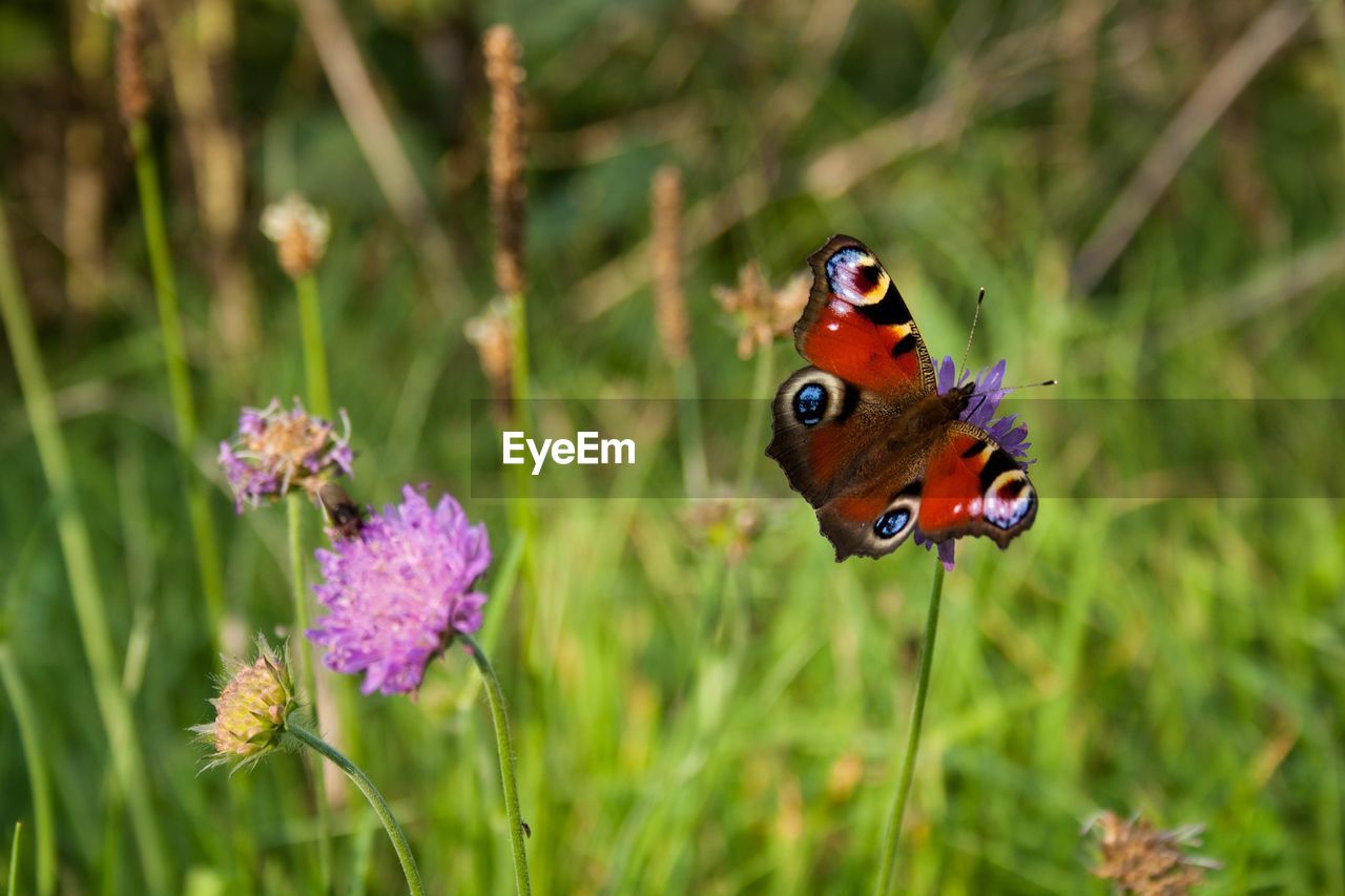 Butterfly on flower in field