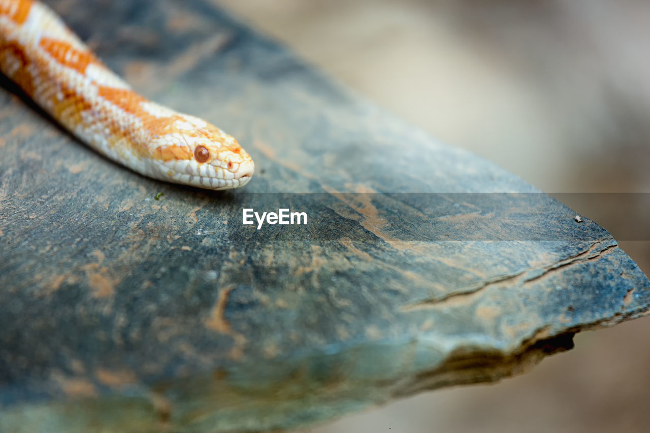 Close-up of snake on rock