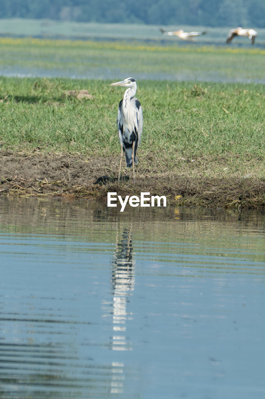 Gray heron standing on the shore 