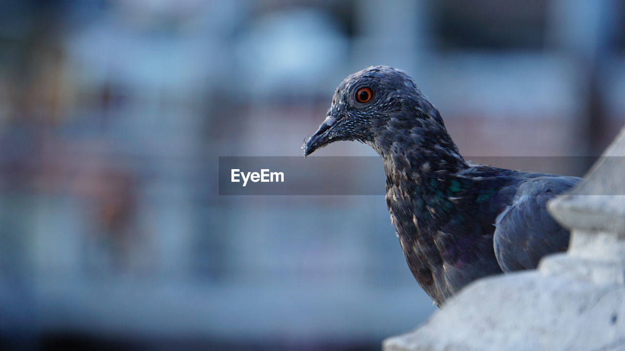 Close-up of pigeon perching on railing