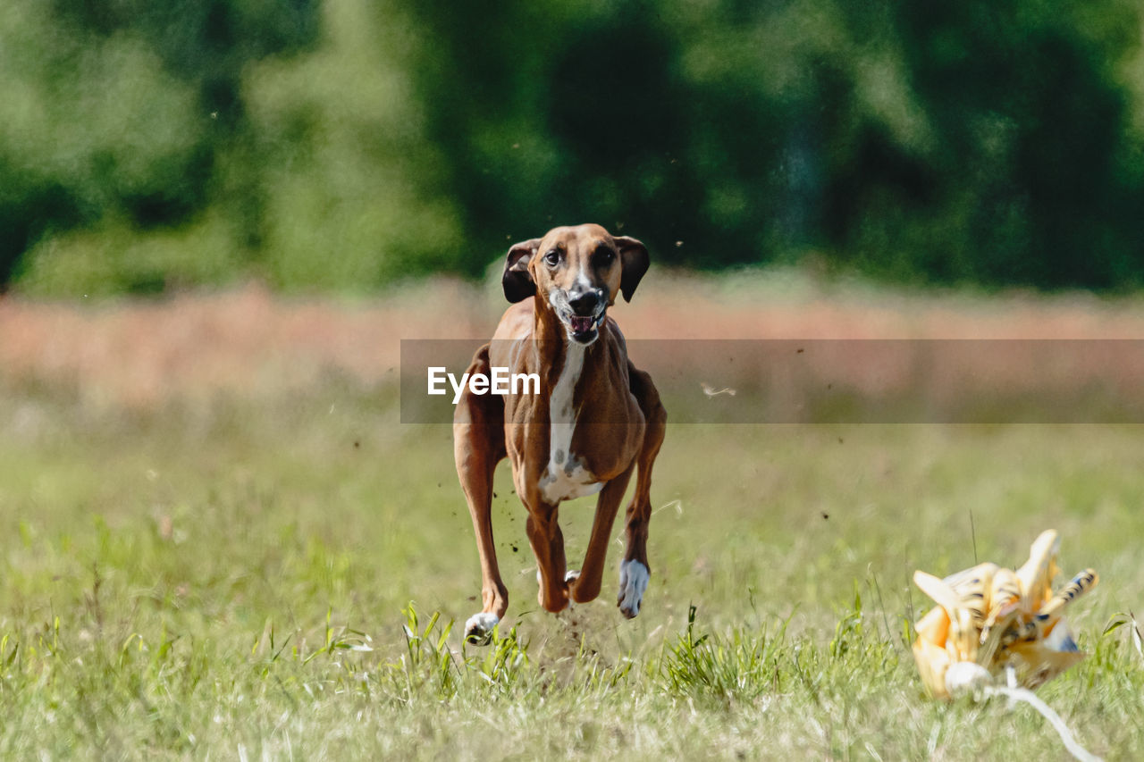 Azawakh dog lifted off the ground during the dog racing competition running straight into camera