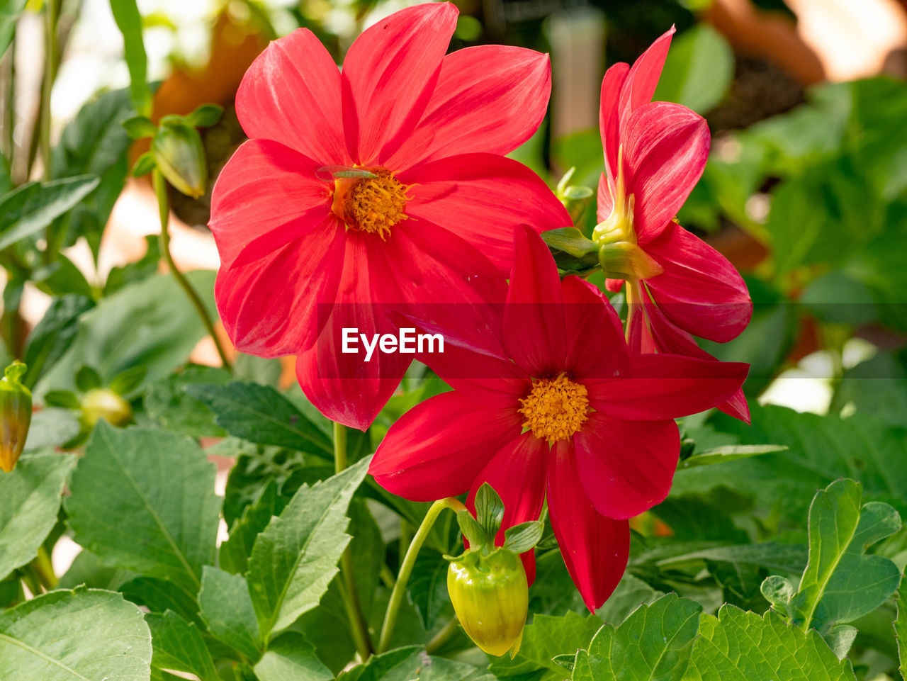 CLOSE-UP OF RED FLOWERS