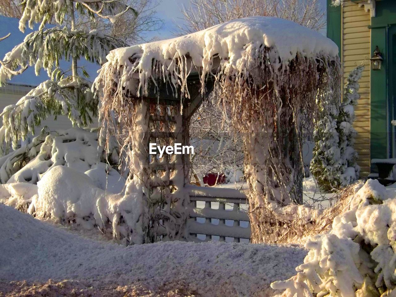 PANORAMIC VIEW OF SNOW ON TREE