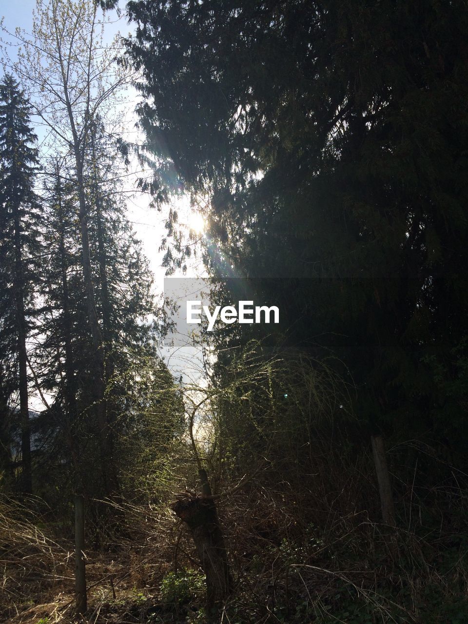 Low angle view of trees against bright sun