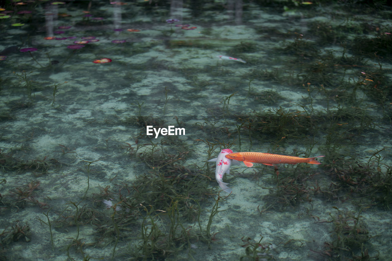 reef, water, high angle view, nature, day, no people, outdoors, fish, land, underwater, plant, swimming, waterfront, animal, lake