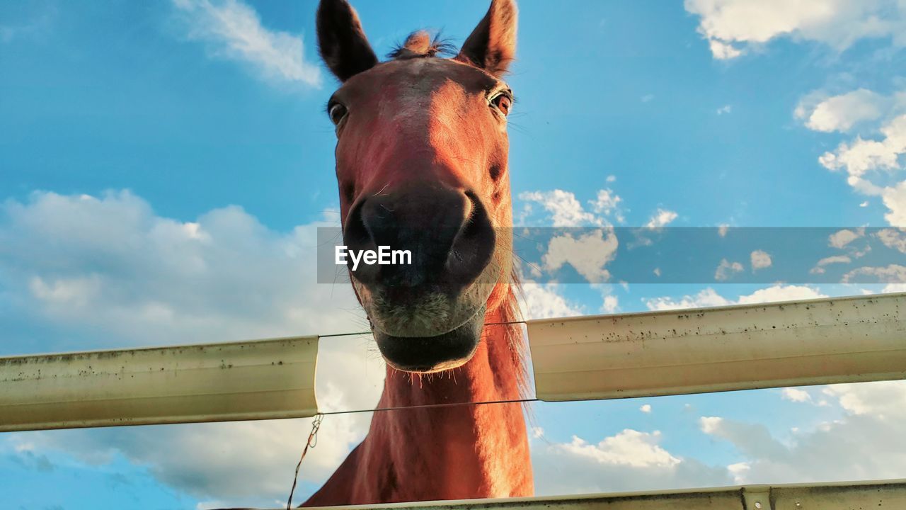 LOW ANGLE VIEW OF A HORSE