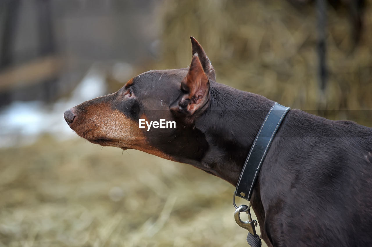 CLOSE-UP OF DOG LOOKING AWAY