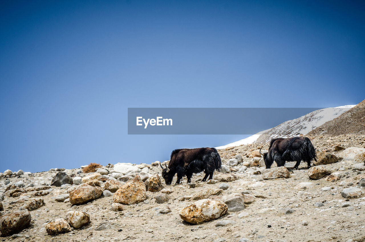 Domestic yak standing on mountain against sky