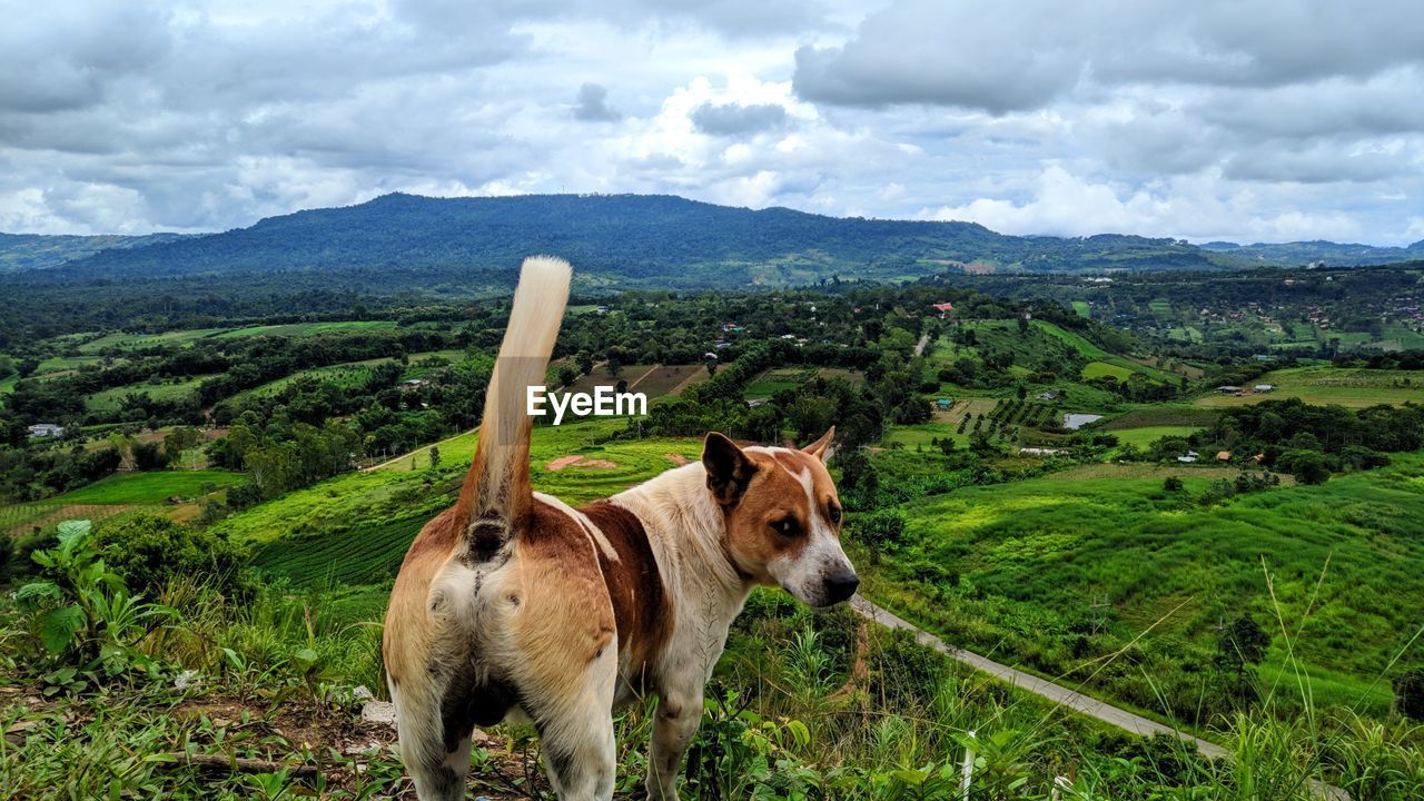 HORSE ON FIELD AGAINST MOUNTAIN