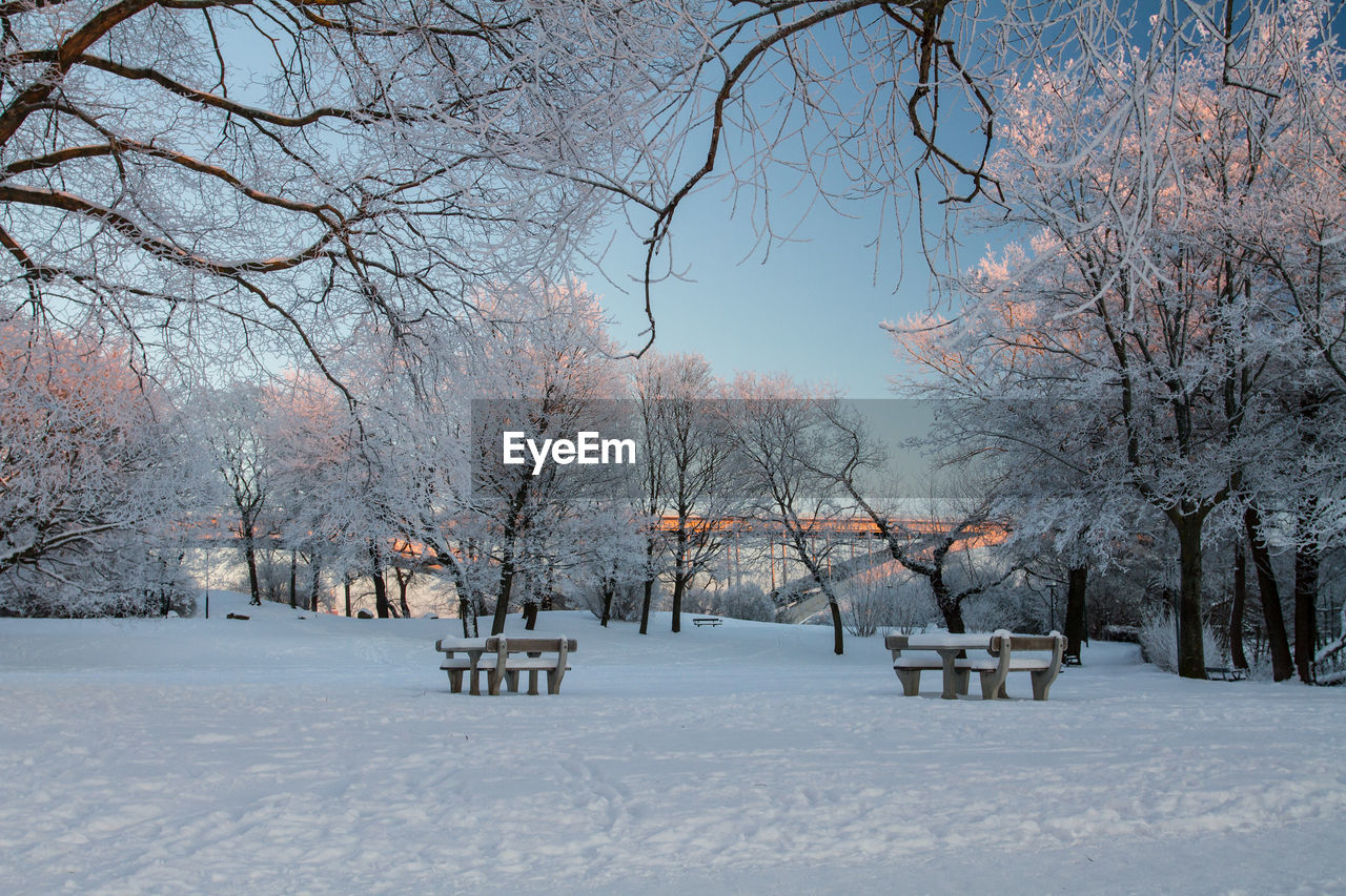 Trees on snow covered landscape