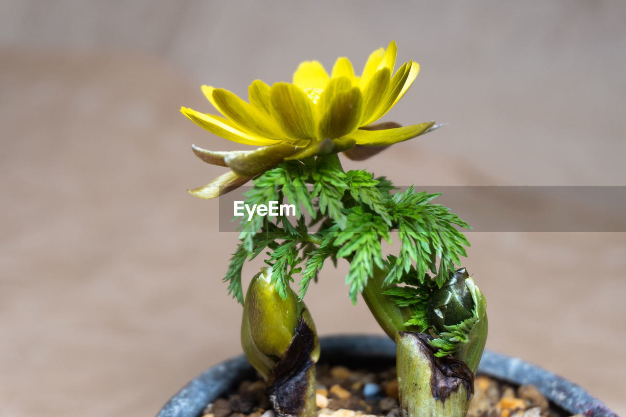 Adonis flower bonsai