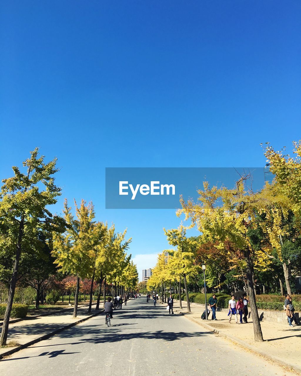 People walking on road and sidewalk amidst trees against clear blue sky