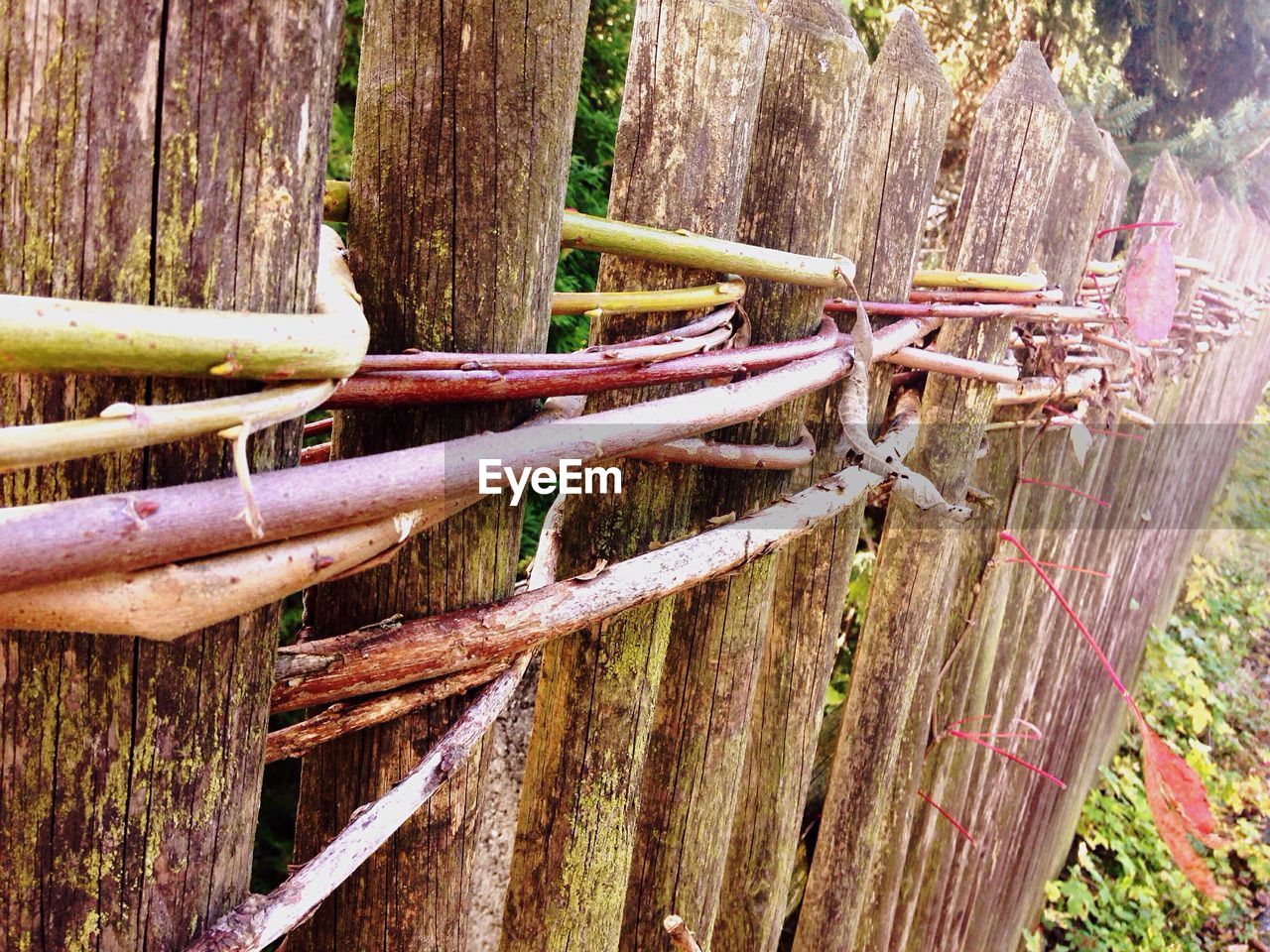 CLOSE-UP OF WOODEN FENCE ON TREE ROOTS