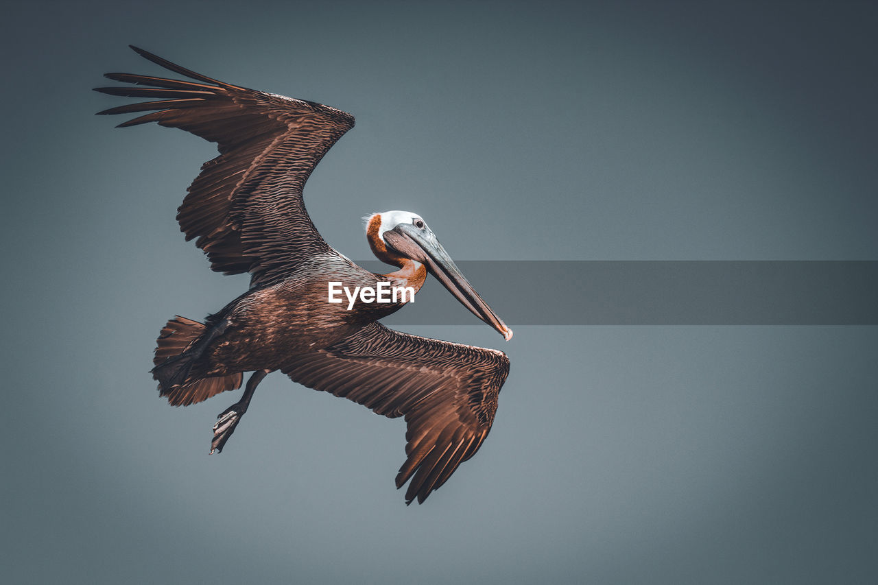 Close-up of pelican