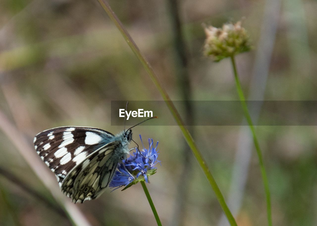 Close-up of butterfly pollinating on flower