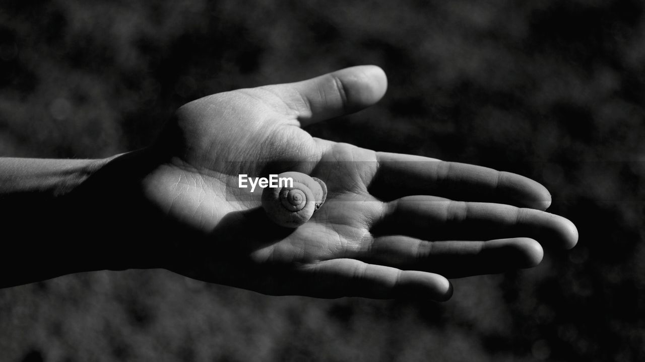 Close-up of human hand holding snail