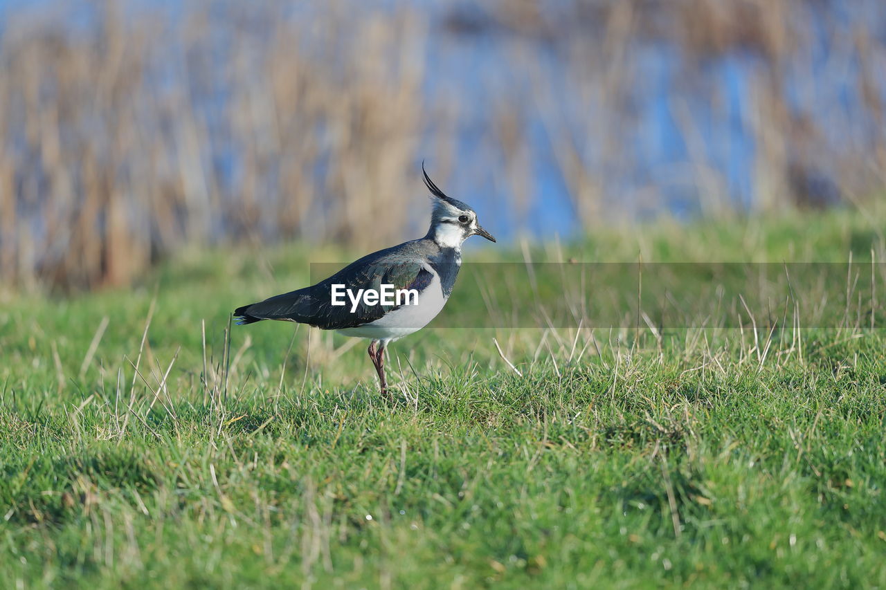 Northern lapwing on a field