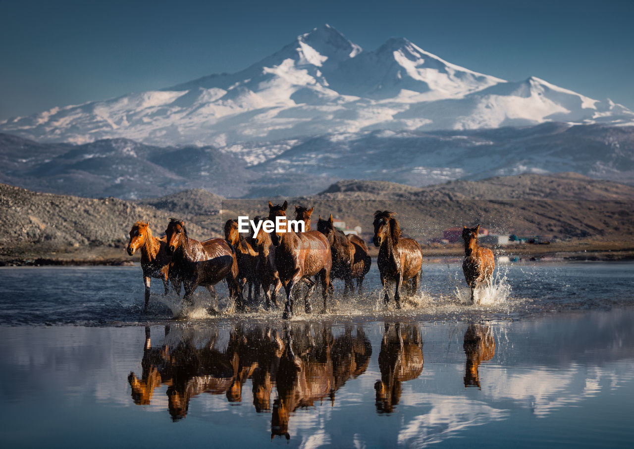 Running wild horses in the lake