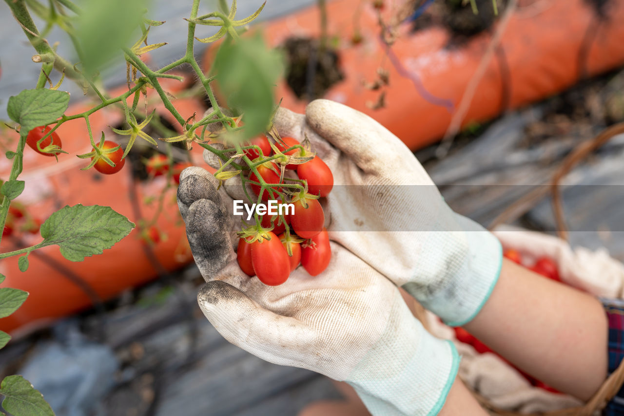 CLOSE-UP OF PERSON HAND HOLDING FRUITS