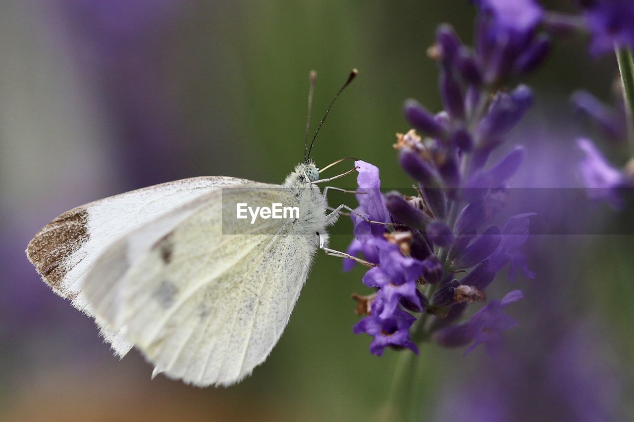 Close-up of butterfly on purple flower