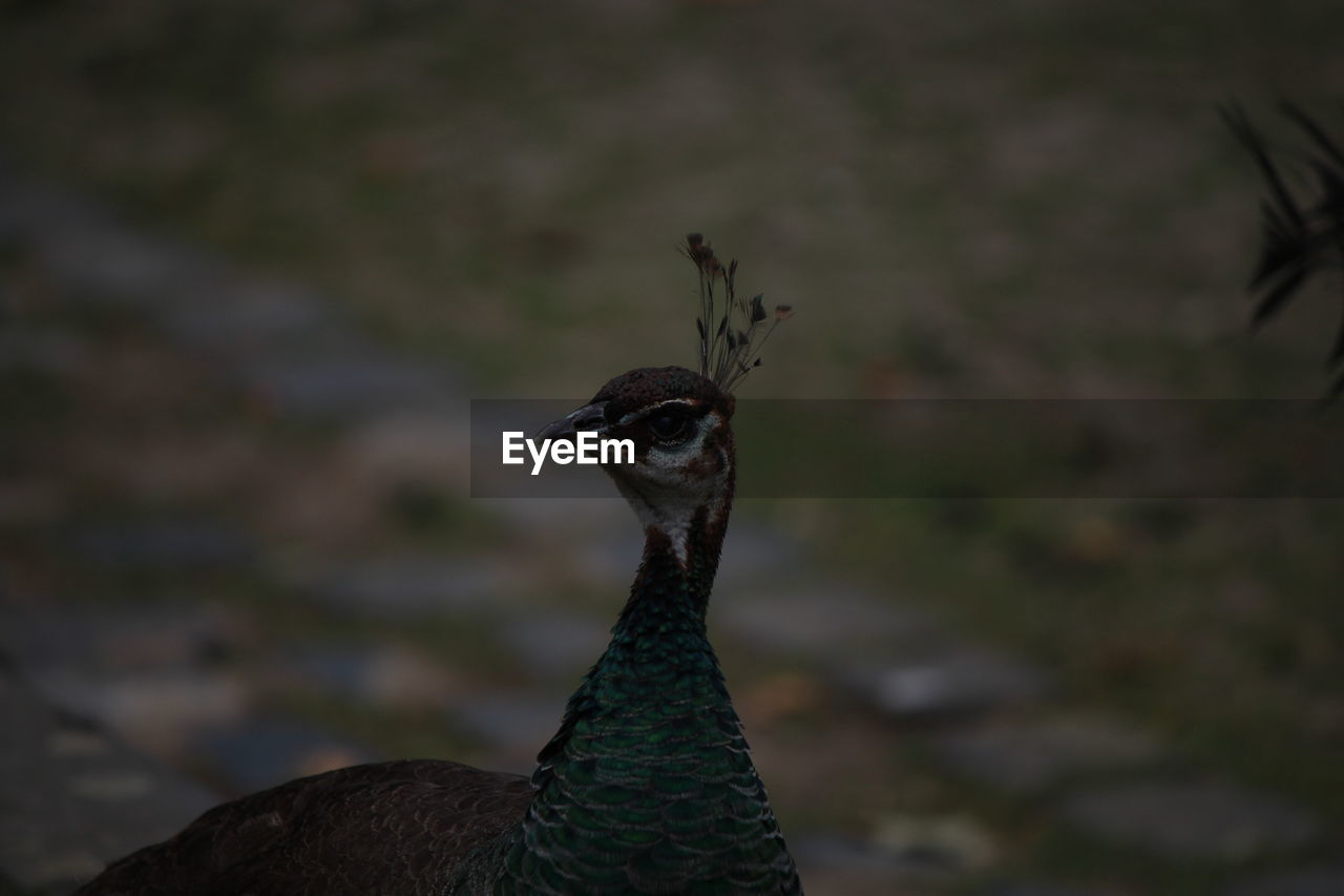 CLOSE-UP OF PEACOCK ON ROCK