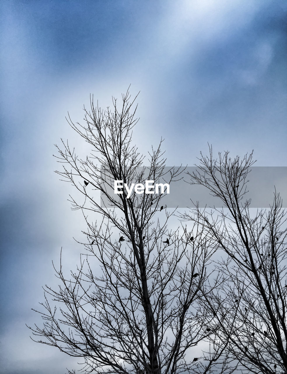 Low angle view of bare tree against cloudy sky