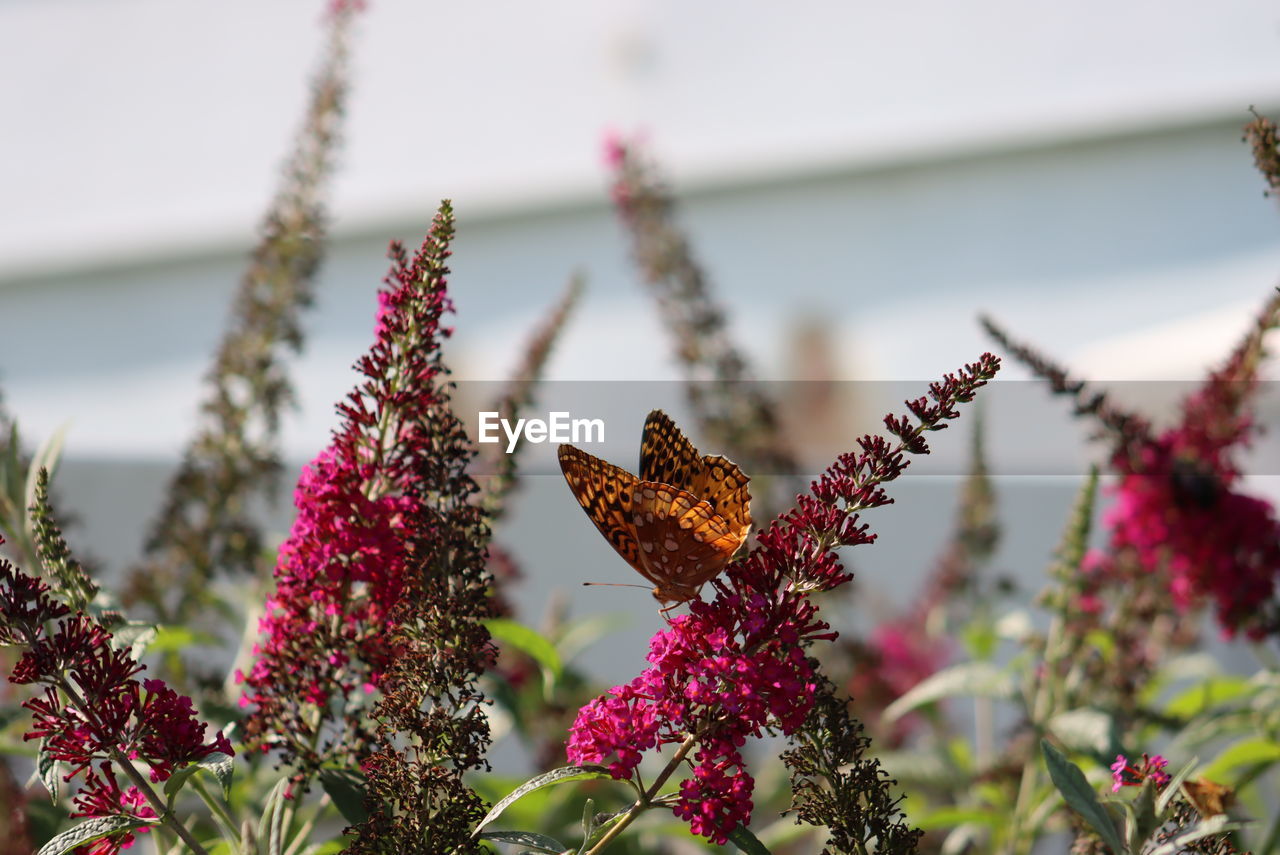 CLOSE-UP OF BUTTERFLY ON PURPLE FLOWERING PLANTS