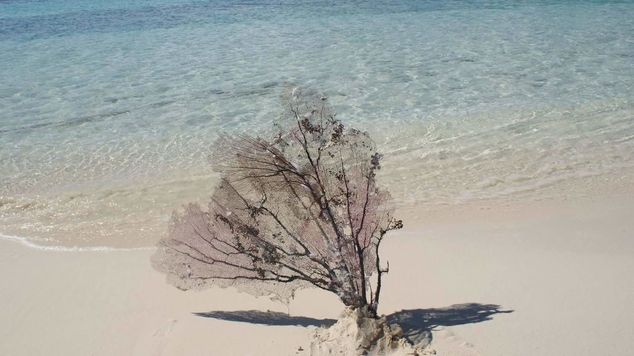 CLOSE-UP OF BARE TREE ON SHORE